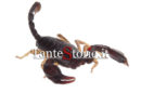Segno zodiacale: scorpione